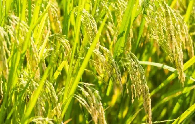 守護“舌尖上的安全” 一刻不可松懈